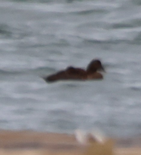 Common Eider - ML643573958
