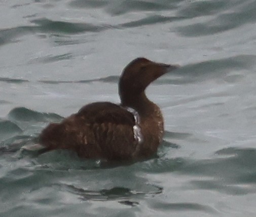 Common Eider - ML643573959