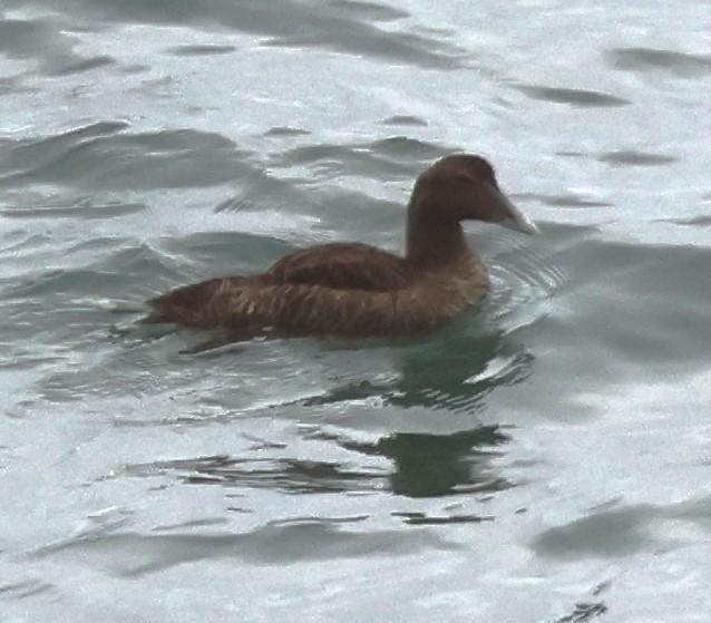 Common Eider - ML643573960