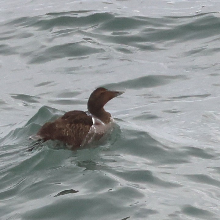 Common Eider - ML643573961