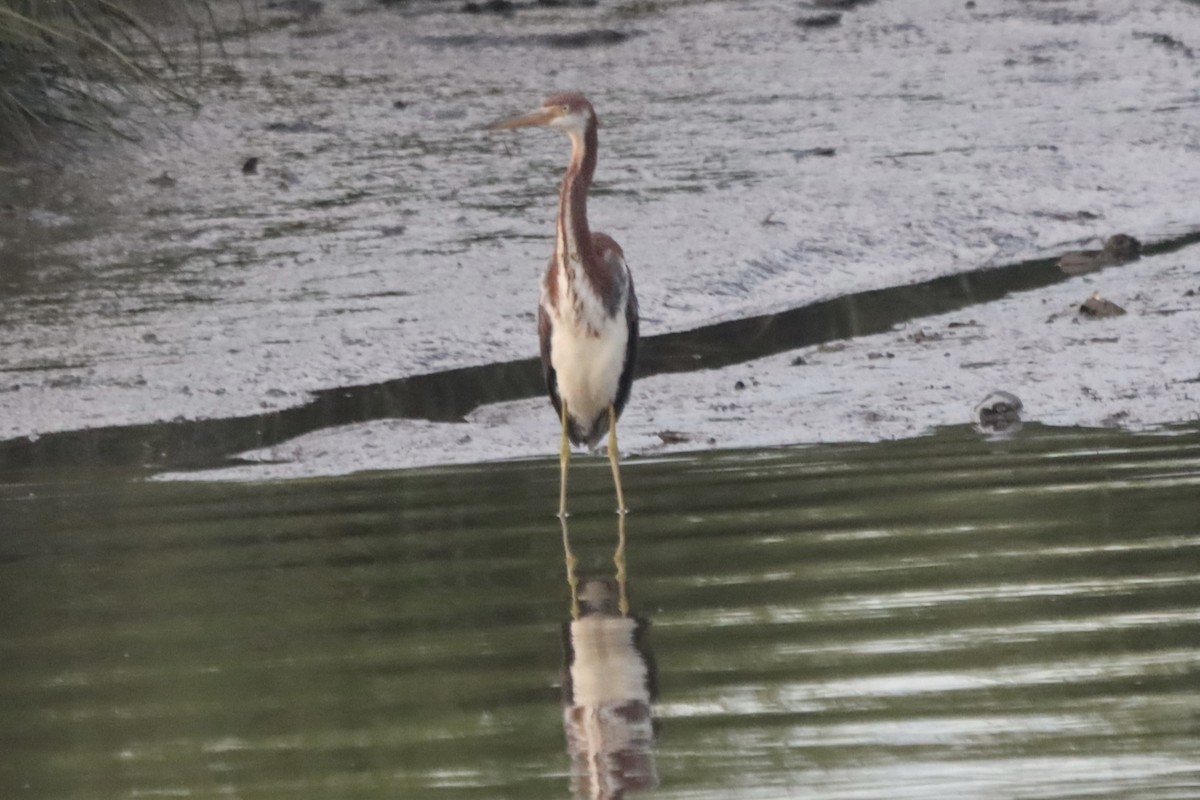 Tricolored Heron - ML643573966