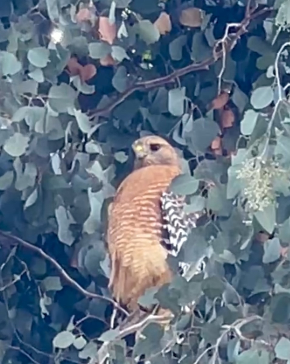 Red-shouldered Hawk - ML643573970