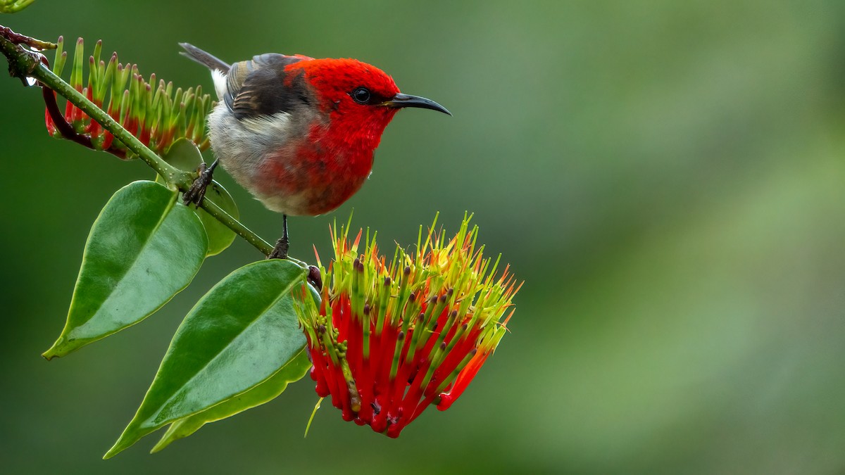 Sulawesi Myzomela - ML643573973