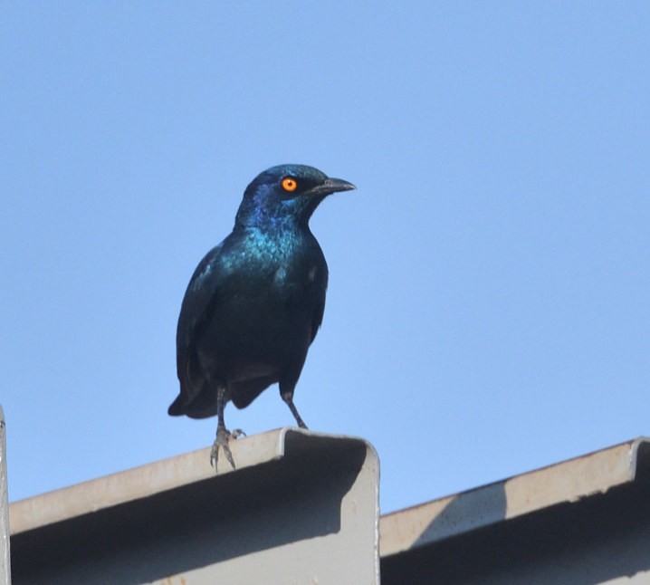 Greater Blue-eared Starling - ML643573981