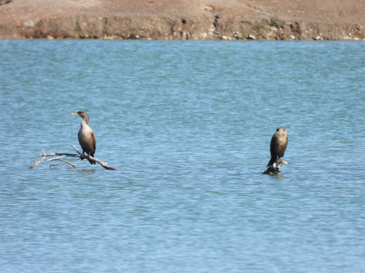 Double-crested Cormorant - ML643573983