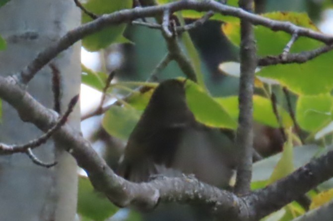 Ruby-crowned Kinglet - ML643573991