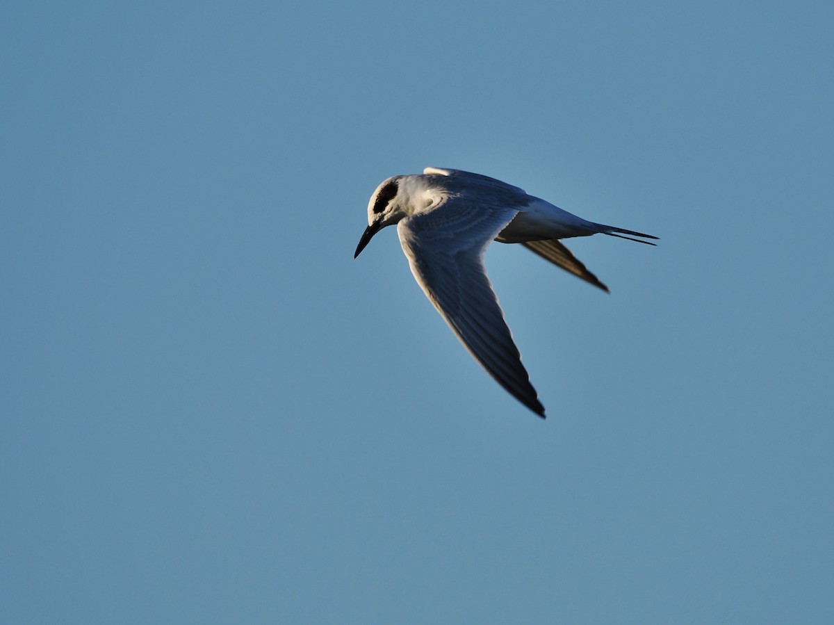 Forster's Tern - ML643573994