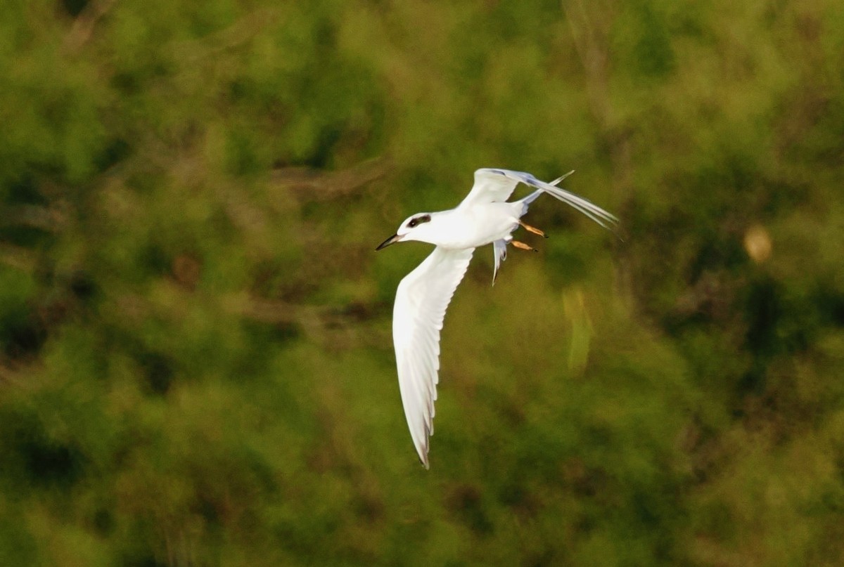 Forster's Tern - ML643573995