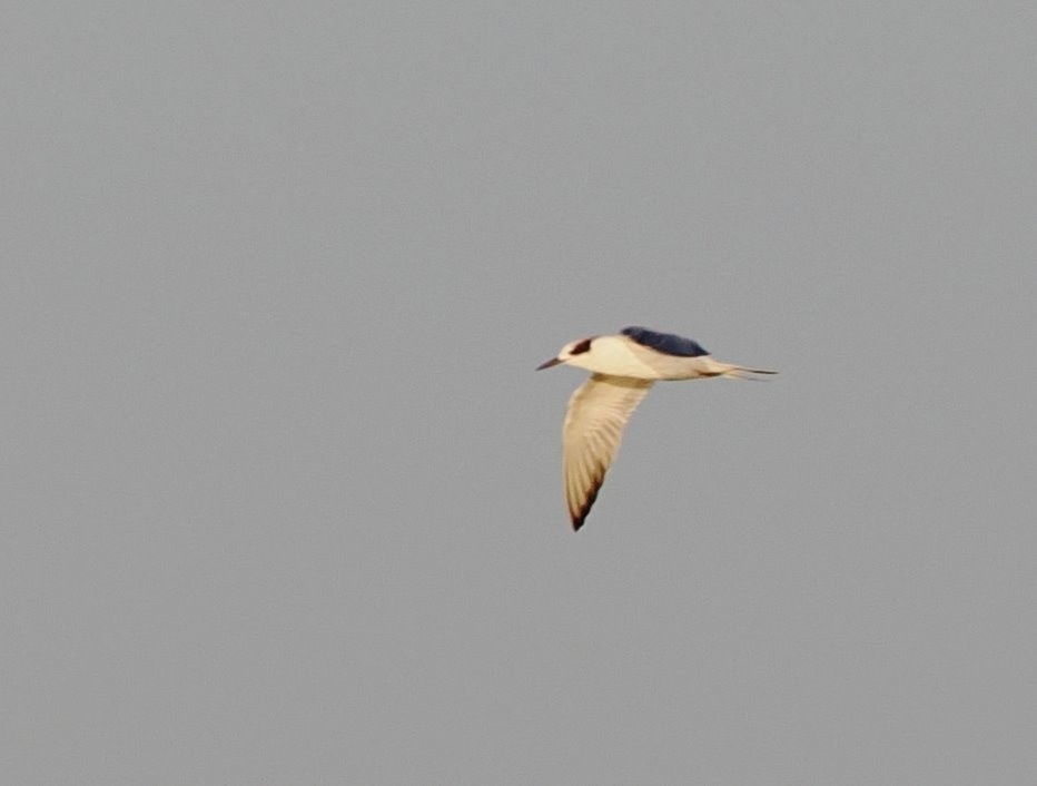 Forster's Tern - ML643573996