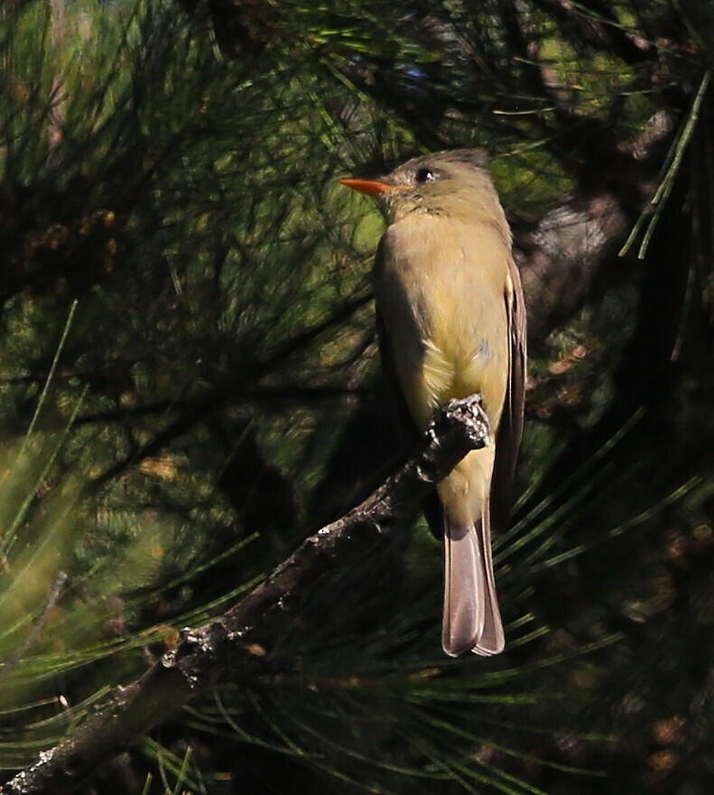 Greater Pewee - ML643573997