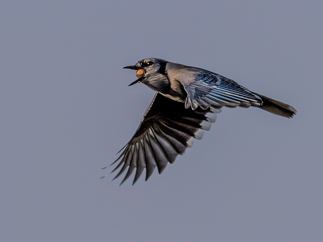 Blue Jay - ML643573999