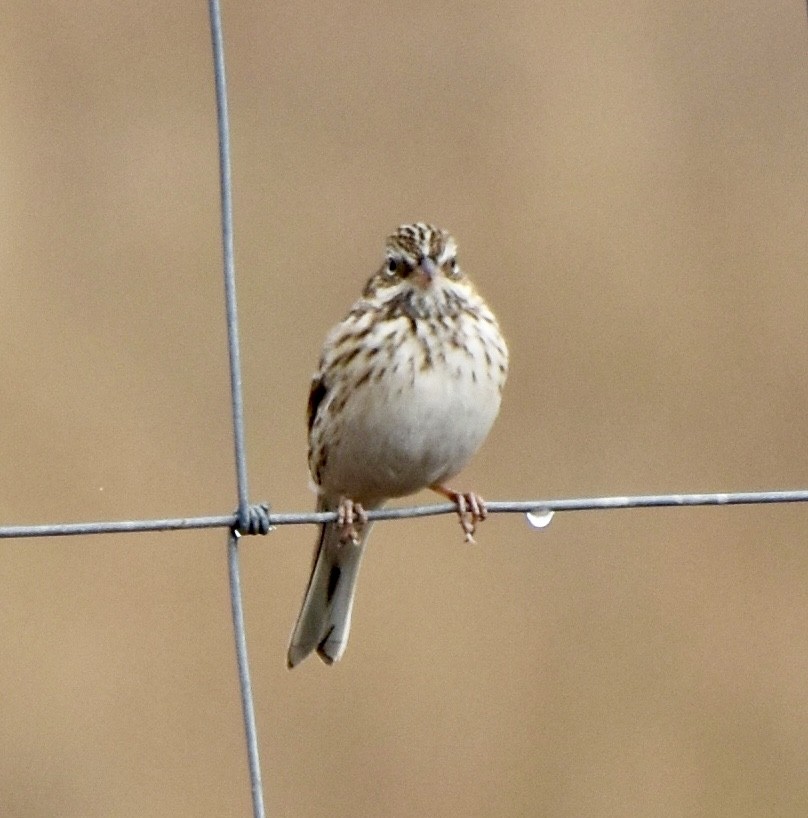 Vesper Sparrow - ML643574000