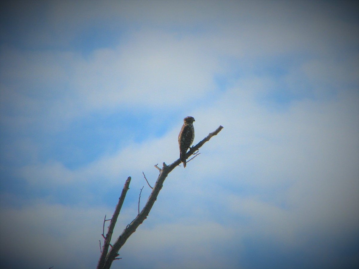 Red-shouldered Hawk - ML643574003