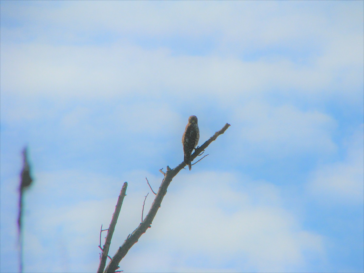 Red-shouldered Hawk - ML643574004