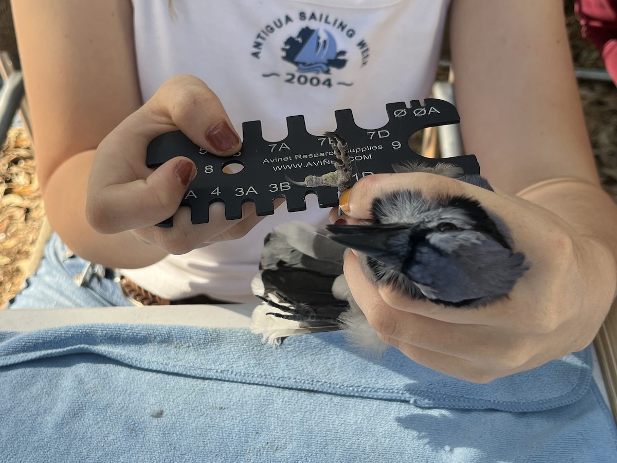 Blue Jay - ML643574006