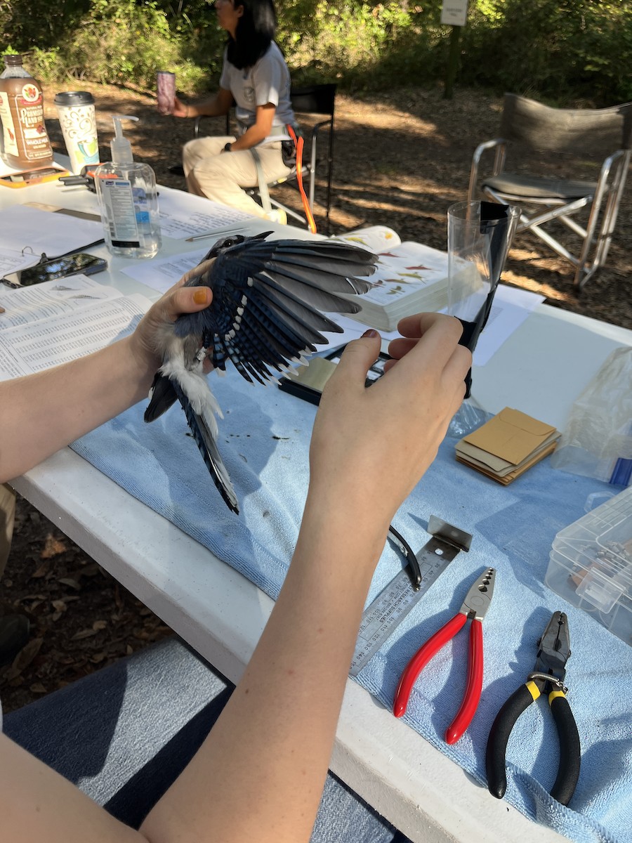 Blue Jay - ML643574010