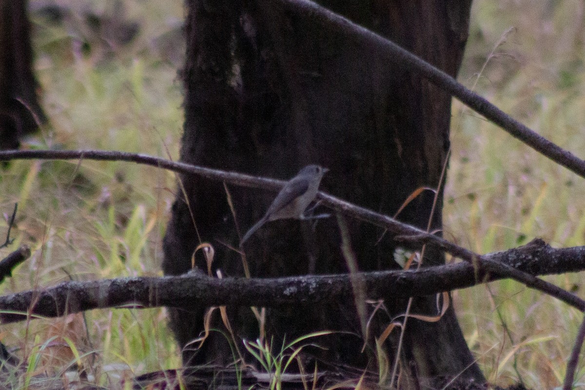 Tufted Titmouse - ML643574020
