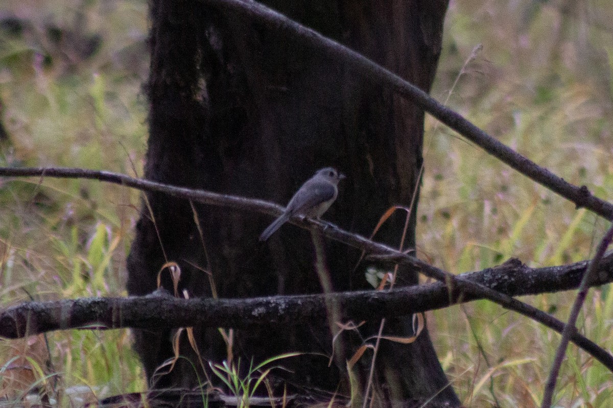 Tufted Titmouse - ML643574021