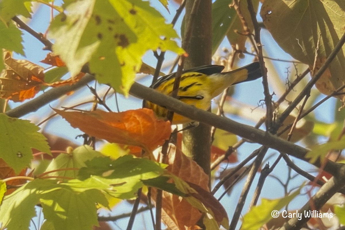 Magnolia Warbler - ML643574024