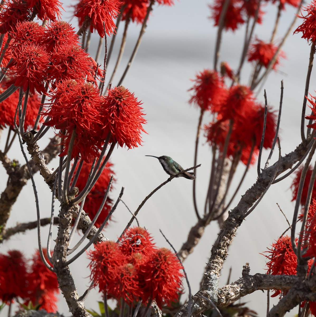 Green-breasted Mango - ML643574025