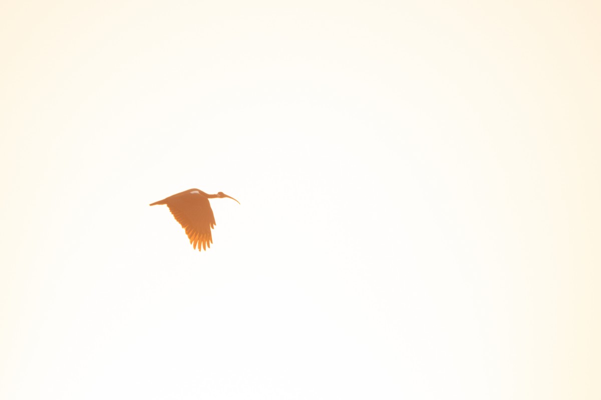 White-shouldered Ibis - ML643574030