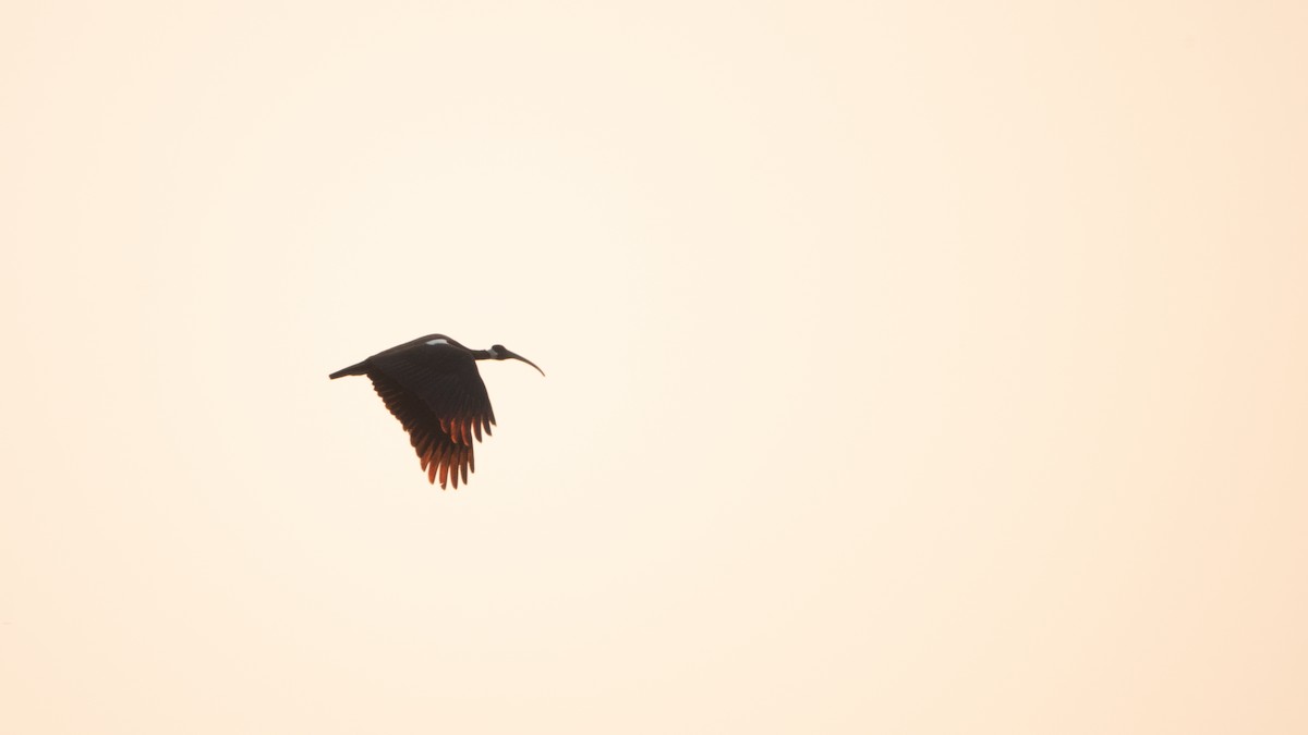 White-shouldered Ibis - ML643574031