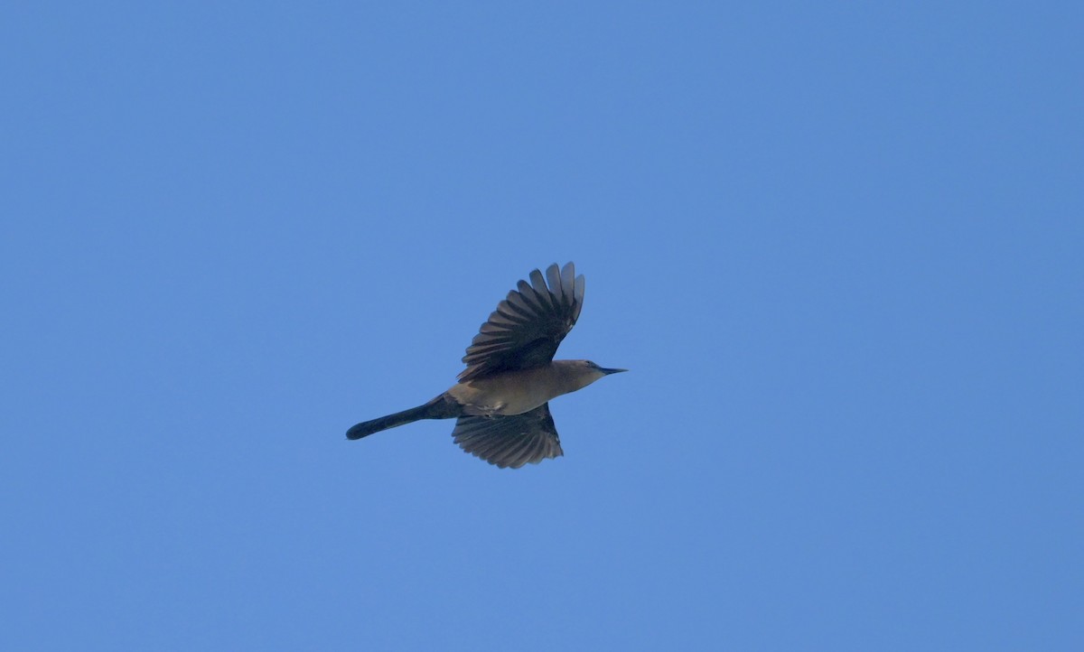 Boat-tailed Grackle - ML643574040