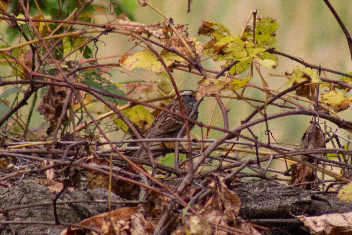 White-throated Sparrow - ML643574047