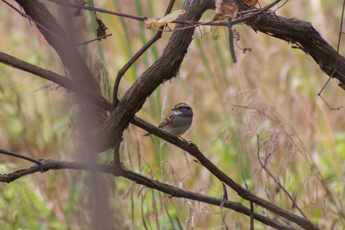 White-throated Sparrow - ML643574048