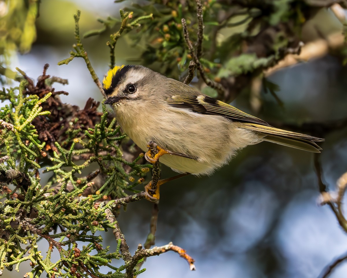 Golden-crowned Kinglet - ML643574051
