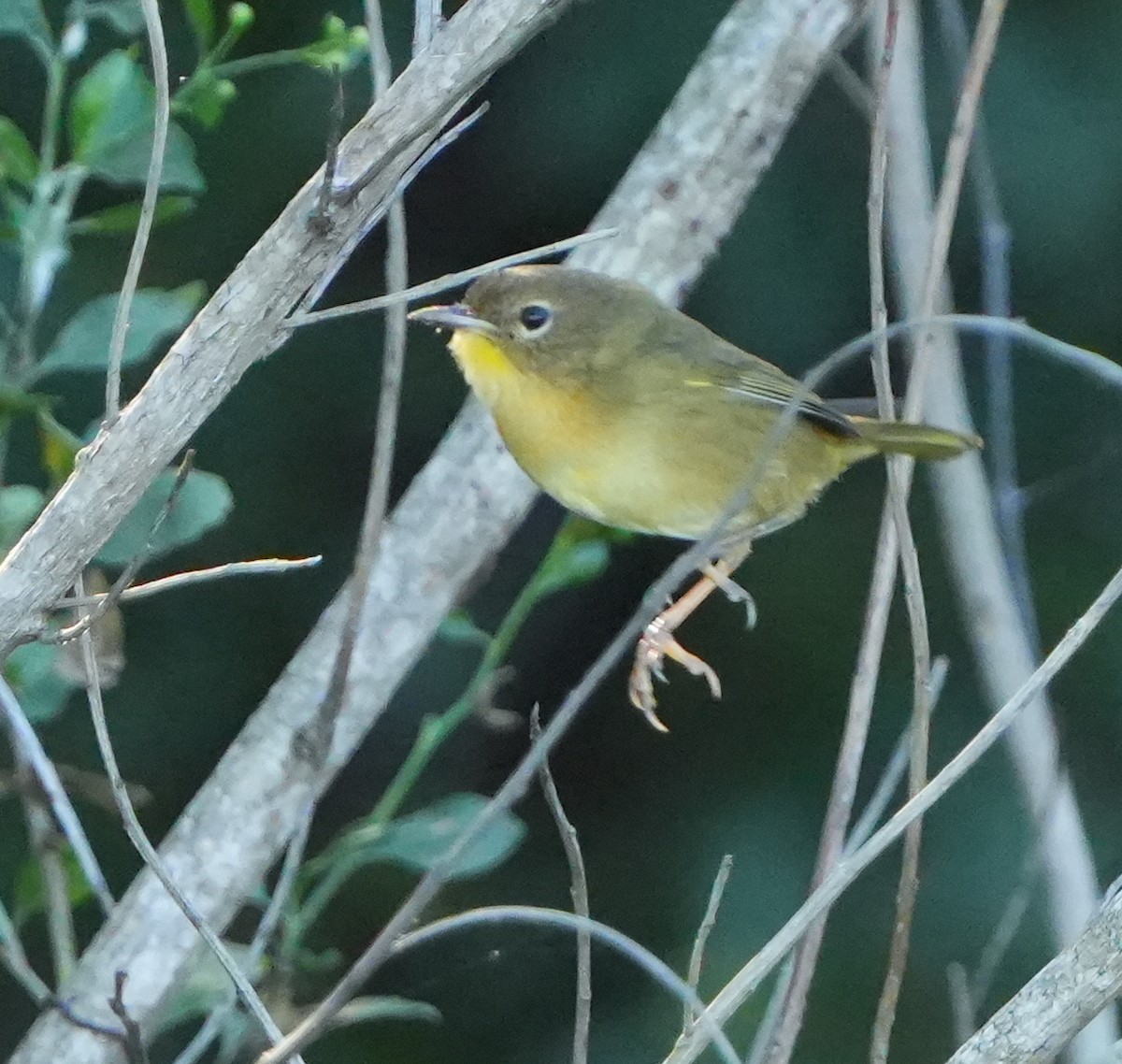 Common Yellowthroat - ML643574057