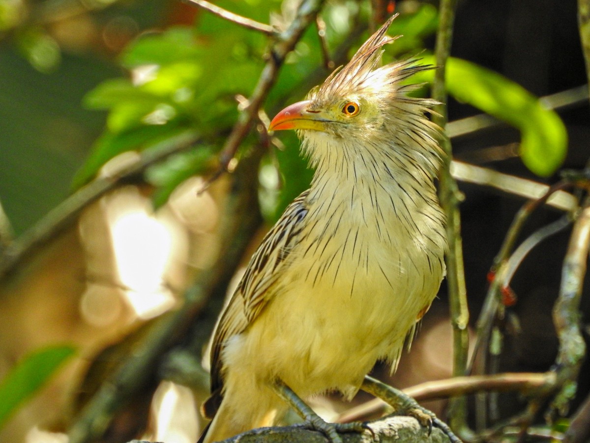 Guira Cuckoo - ML643574062