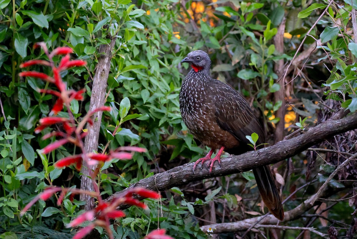 Band-tailed Guan - ML643574066