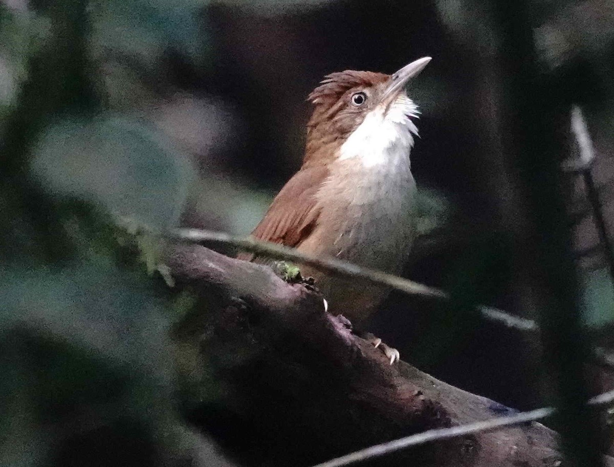 Філідор-лісовик білоокий - ML643574071