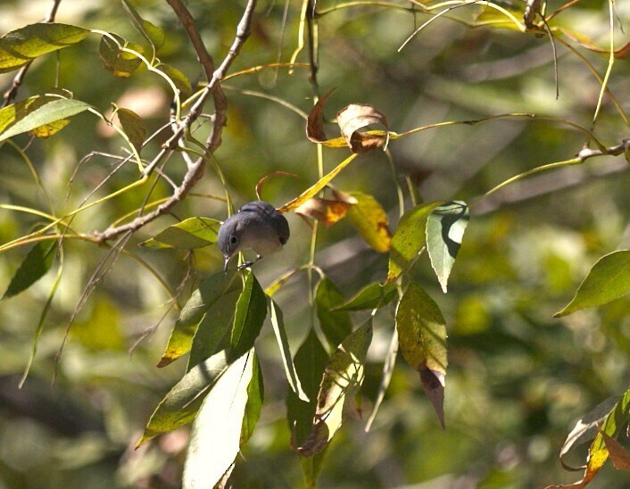 Blue-gray Gnatcatcher - ML643574074