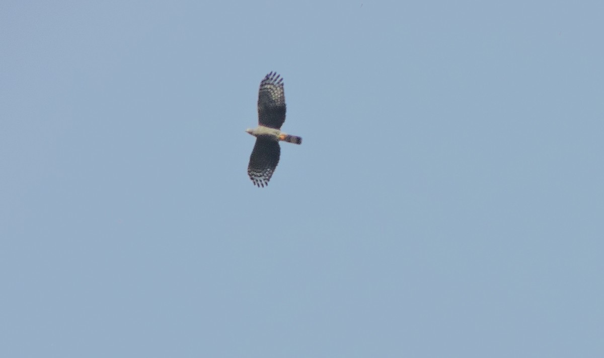 Hook-billed Kite - ML643574088