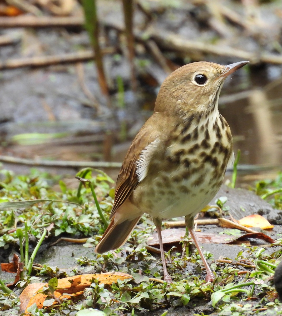 Hermit Thrush - ML643574109
