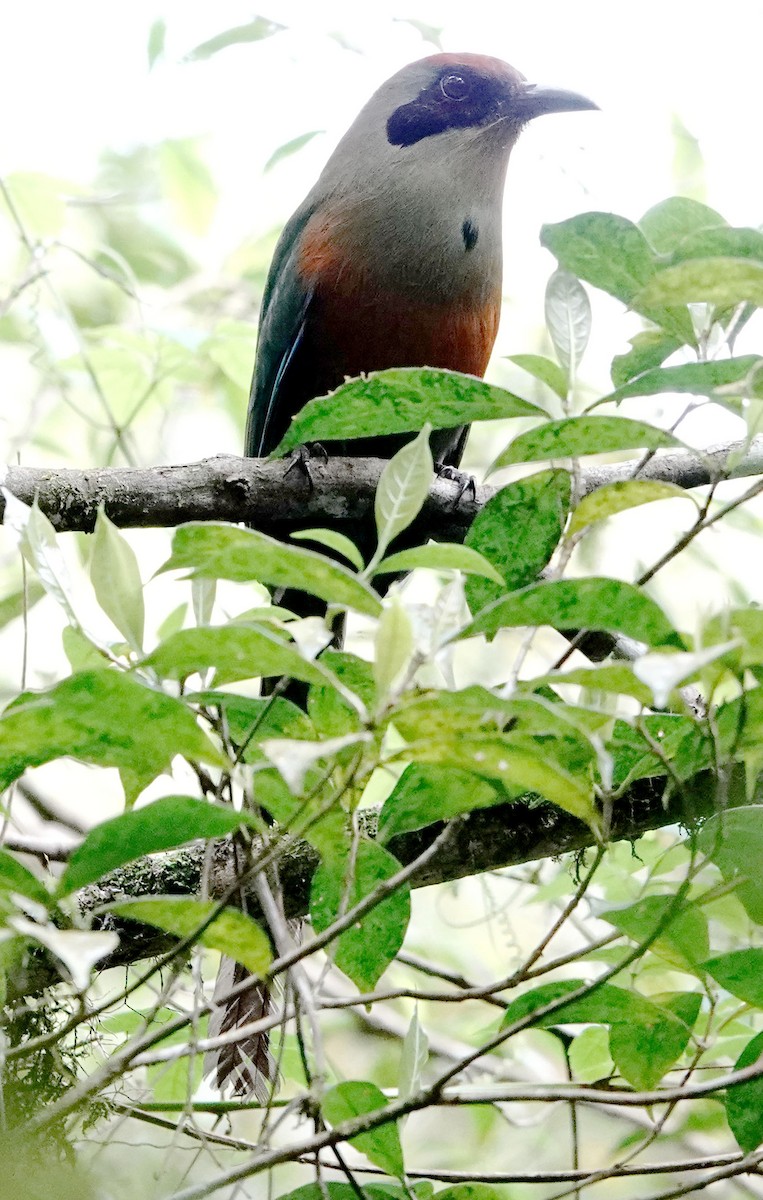 Rufous-capped Motmot - ML643574111