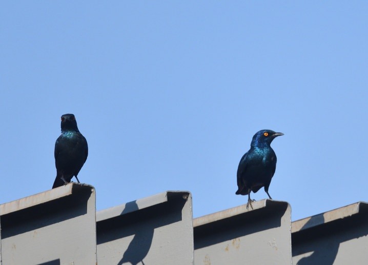 Greater Blue-eared Starling - ML643574140