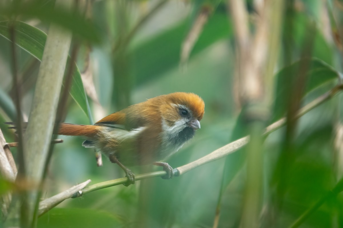 Golden Parrotbill - ML643574146