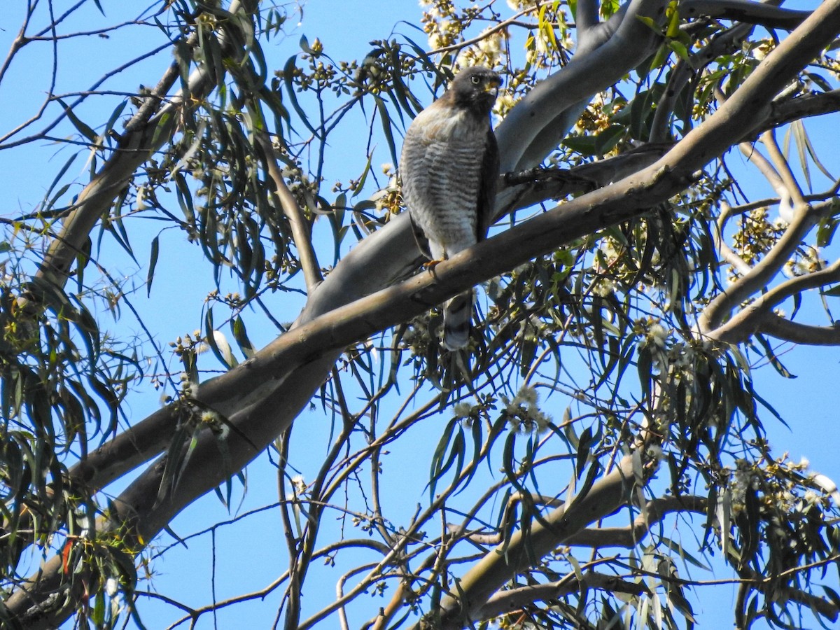 Roadside Hawk - ML643574147