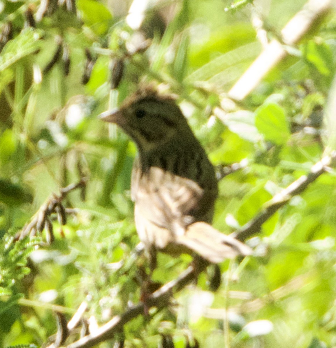 Lincoln's Sparrow - ML643574152