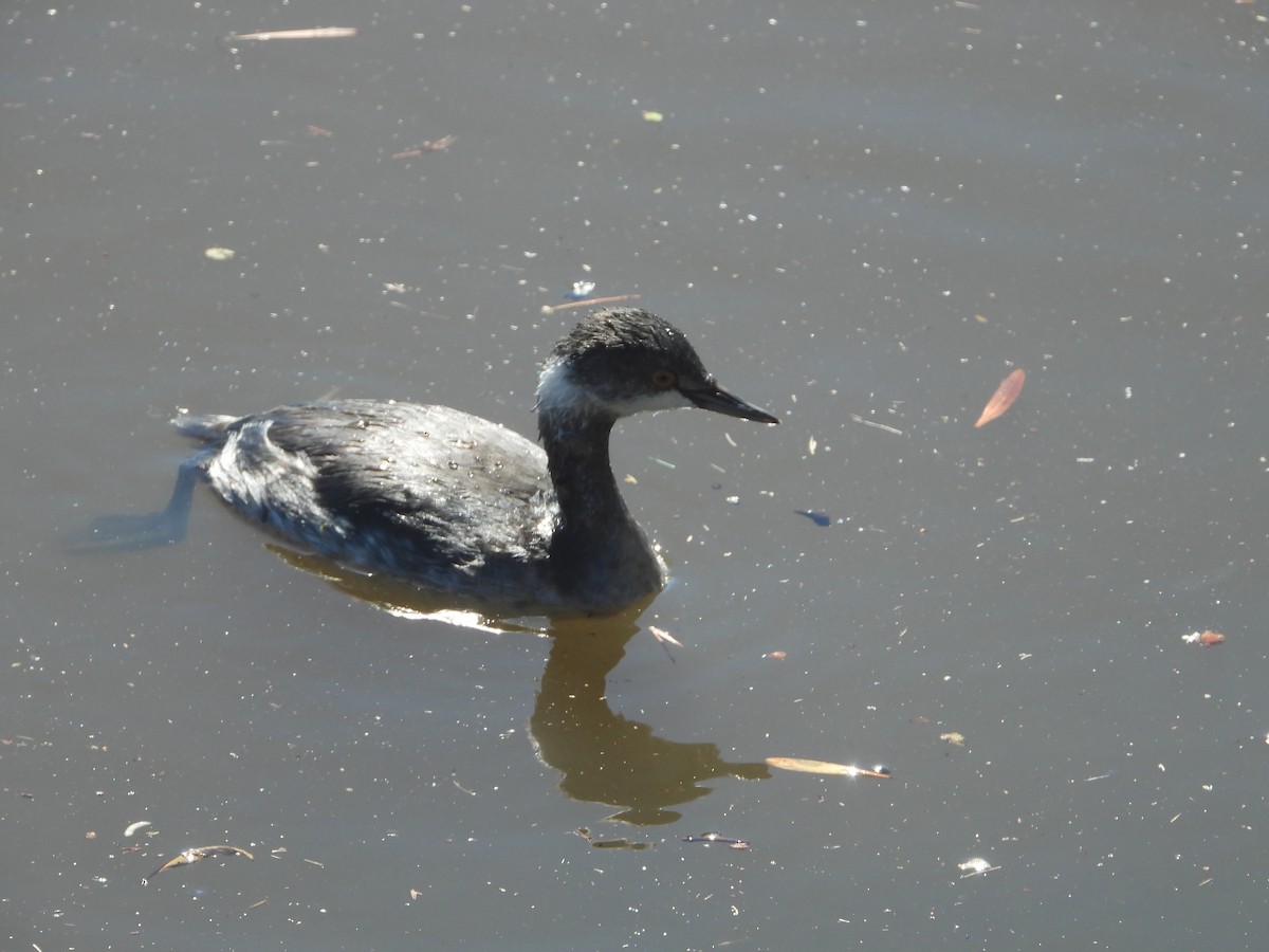 Eared Grebe - ML643574155