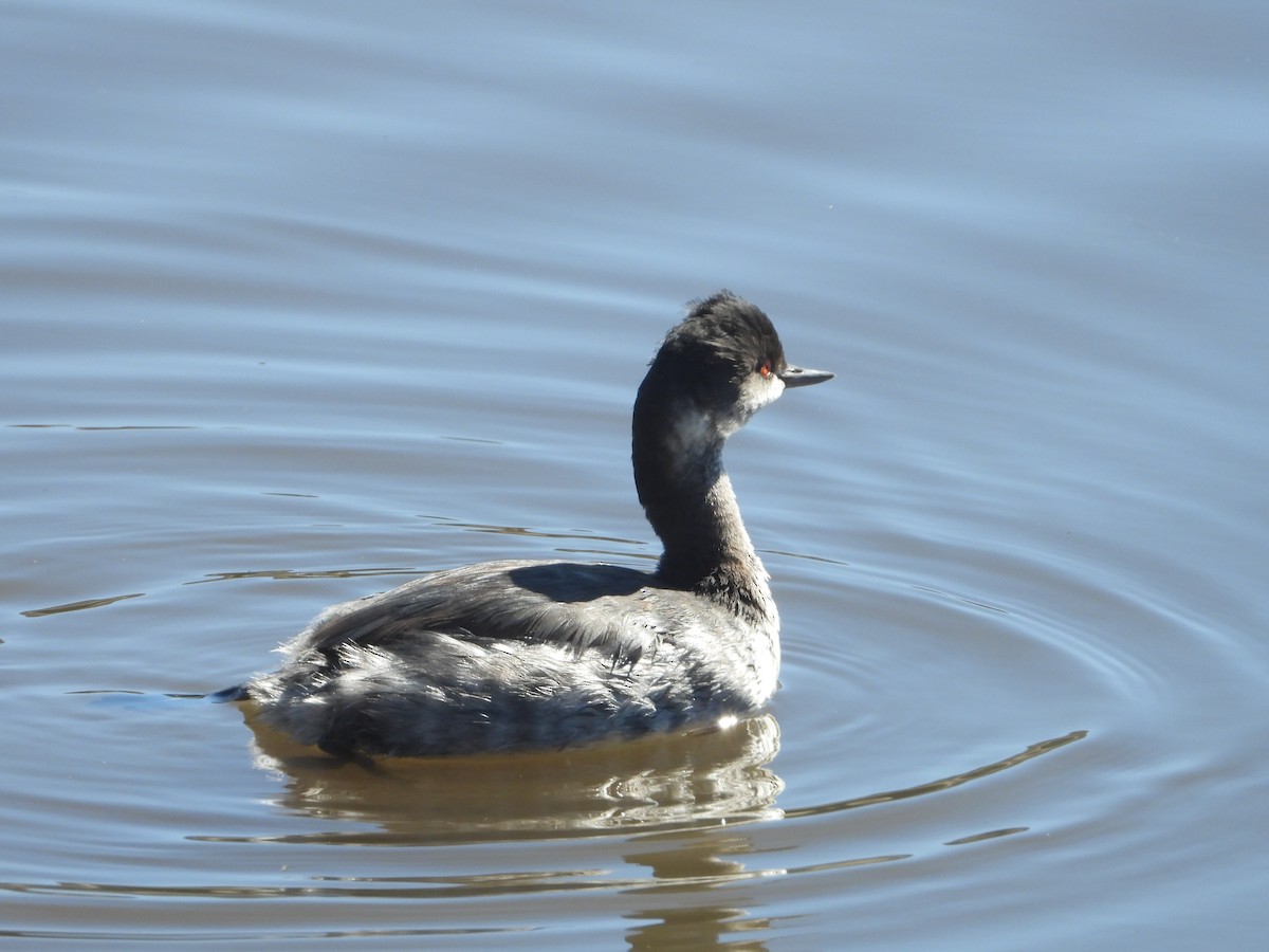 Eared Grebe - ML643574156