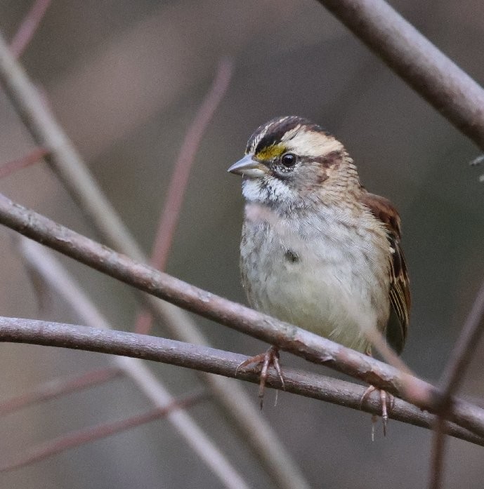 White-throated Sparrow - ML643574157