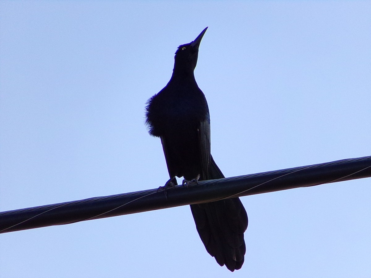 Great-tailed Grackle - ML643574161
