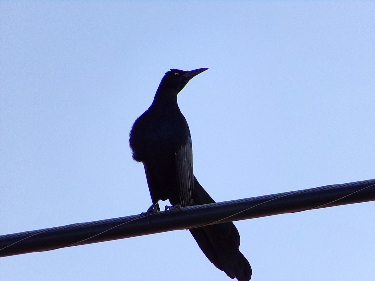 Great-tailed Grackle - ML643574163