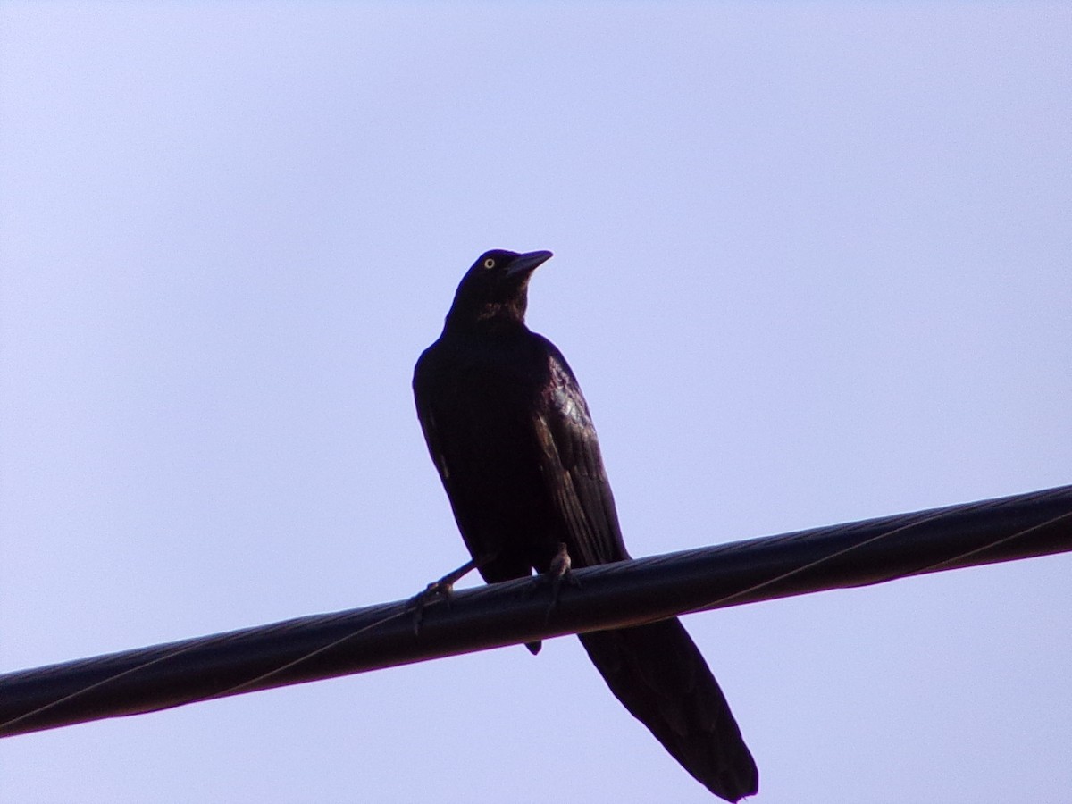 Great-tailed Grackle - ML643574164
