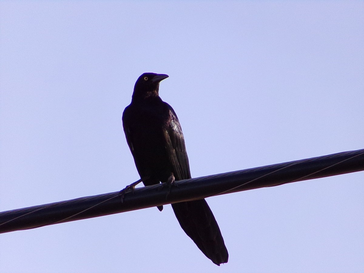 Great-tailed Grackle - ML643574165
