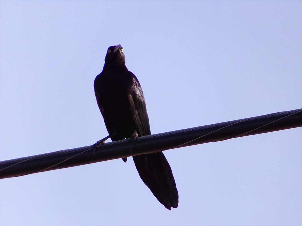 Great-tailed Grackle - ML643574166